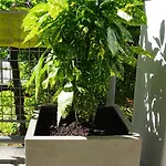 Nena Apartman