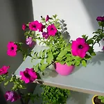 Nena Apartman Zadar