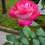 Apartman Nena