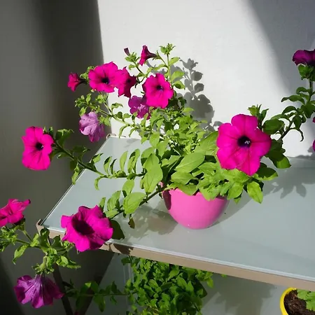 Nena Apartamento Zadar