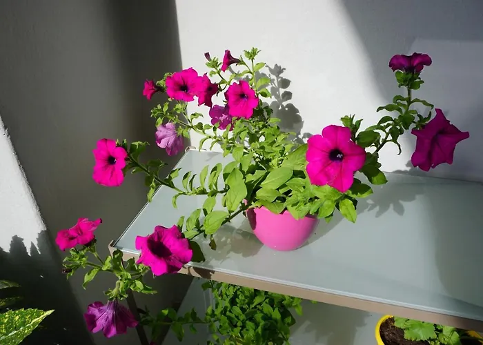 Nena Lägenhet Zadar